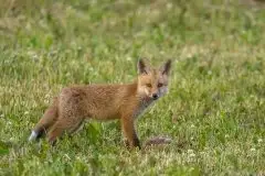 Lisy na Mazurach - zdjęcie 31