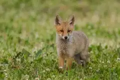 Lisy na Mazurach - zdjęcie 27