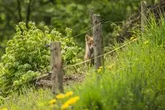 Lisy na Mazurach - zdjęcie 21