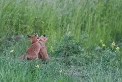 Lisy na Mazurach - zdjęcie 16