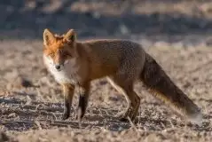 Lisy na Mazurach - zdjęcie 12