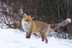 Lisy na Mazurach - zdjęcie 10