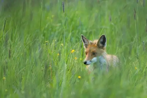 Lisy na Mazurach - zdjęcie 8
