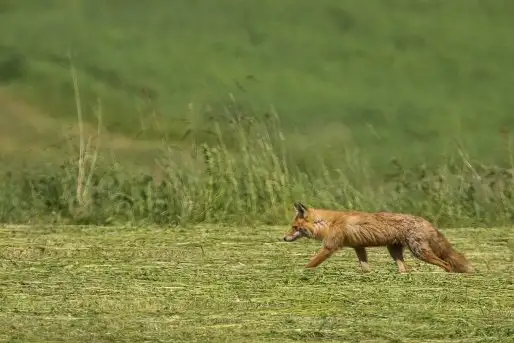 Lisy na Mazurach - zdjęcie 4
