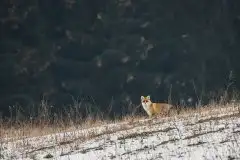 Lisy na Mazurach - zdjęcie 2