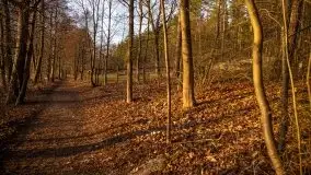 Styczniowe Wydminy bez śniegu w środku zimy - zdjęcie 24