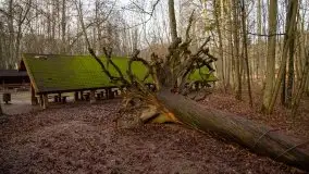 Las miejski w Giżycku, styczeń 2020 - zdjęcie 34