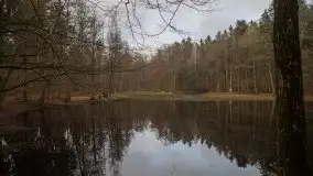 Las miejski w Giżycku, styczeń 2020 - zdjęcie 22