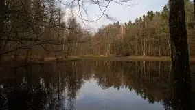 Las miejski w Giżycku, styczeń 2020 - zdjęcie 14