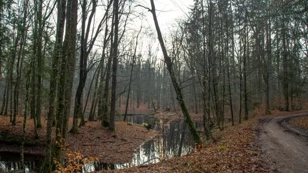 Las miejski w Giżycku, styczeń 2020 - zdjęcie 11