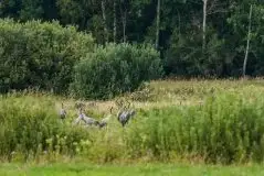 Mazurskie żurawie na zdjęciach Jana Olchówki - zdjęcie 94