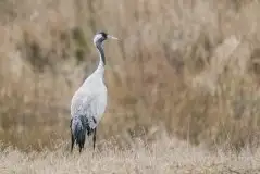 Mazurskie żurawie na zdjęciach Jana Olchówki - zdjęcie 90