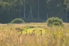 Mazurskie żurawie na zdjęciach Jana Olchówki - zdjęcie 88