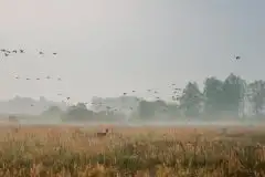 Mazurskie żurawie na zdjęciach Jana Olchówki - zdjęcie 87