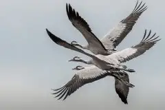 Mazurskie żurawie na zdjęciach Jana Olchówki - zdjęcie 71