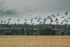 Mazurskie żurawie na zdjęciach Jana Olchówki - zdjęcie 65