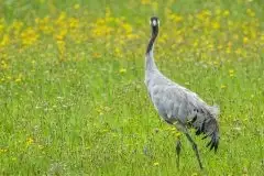 Mazurskie żurawie na zdjęciach Jana Olchówki - zdjęcie 58