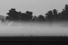 Mazurskie żurawie na zdjęciach Jana Olchówki - zdjęcie 57