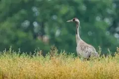 Mazurskie żurawie na zdjęciach Jana Olchówki - zdjęcie 54