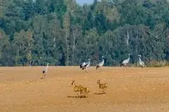 Mazurskie żurawie na zdjęciach Jana Olchówki - zdjęcie 50