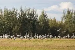 Mazurskie żurawie na zdjęciach Jana Olchówki - zdjęcie 47