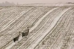 Mazurskie żurawie na zdjęciach Jana Olchówki - zdjęcie 45