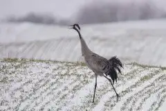 Mazurskie żurawie na zdjęciach Jana Olchówki - zdjęcie 43