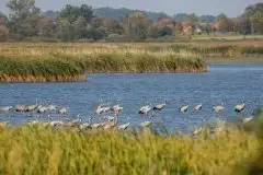 Mazurskie żurawie na zdjęciach Jana Olchówki - zdjęcie 31