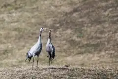 Mazurskie żurawie na zdjęciach Jana Olchówki - zdjęcie 24