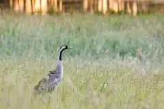 Mazurskie żurawie na zdjęciach Jana Olchówki - zdjęcie 21