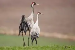 Mazurskie żurawie na zdjęciach Jana Olchówki - zdjęcie 17