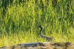 Mazurskie żurawie na zdjęciach Jana Olchówki - zdjęcie 16