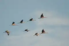 Mazurskie żurawie na zdjęciach Jana Olchówki - zdjęcie 14