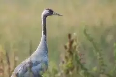 Mazurskie żurawie na zdjęciach Jana Olchówki - zdjęcie 8