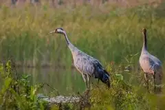 Mazurskie żurawie na zdjęciach Jana Olchówki - zdjęcie 7