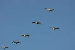 Mazurskie żurawie na zdjęciach Jana Olchówki - zdjęcie 2