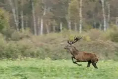Mazurskie jelenie na zdjęciach Jana Olchówki - zdjęcie 50