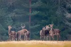 Mazurskie jelenie na zdjęciach Jana Olchówki - zdjęcie 34