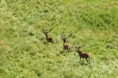 Mazurskie jelenie na zdjęciach Jana Olchówki - zdjęcie 32