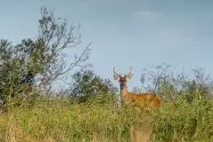 Mazurskie jelenie na zdjęciach Jana Olchówki - zdjęcie 30