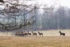 Mazurskie jelenie na zdjęciach Jana Olchówki - zdjęcie 29