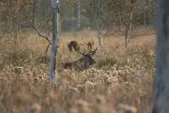 Mazurskie jelenie na zdjęciach Jana Olchówki - zdjęcie 12