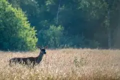 Mazurskie jelenie na zdjęciach Jana Olchówki - zdjęcie 12