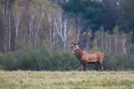 Mazurskie jelenie na zdjęciach Jana Olchówki - zdjęcie 9