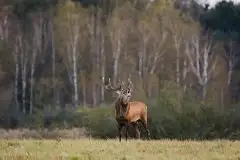 Mazurskie jelenie na zdjęciach Jana Olchówki - zdjęcie 8