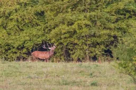 Mazurskie jelenie na zdjęciach Jana Olchówki - zdjęcie 2