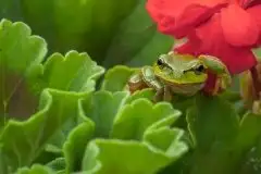 Mazurska rzekotka drzewna na zdjęciach Jana Olchówki - zdjęcie 59