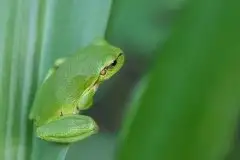 Mazurska rzekotka drzewna na zdjęciach Jana Olchówki - zdjęcie 54