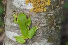 Mazurska rzekotka drzewna na zdjęciach Jana Olchówki - zdjęcie 53