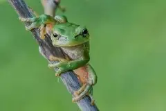 Mazurska rzekotka drzewna na zdjęciach Jana Olchówki - zdjęcie 41